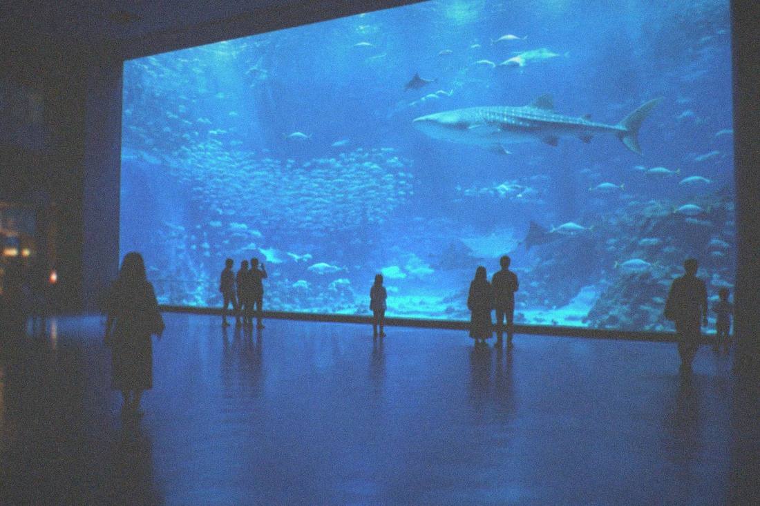 Marine World E-Ticket, Fukuoka