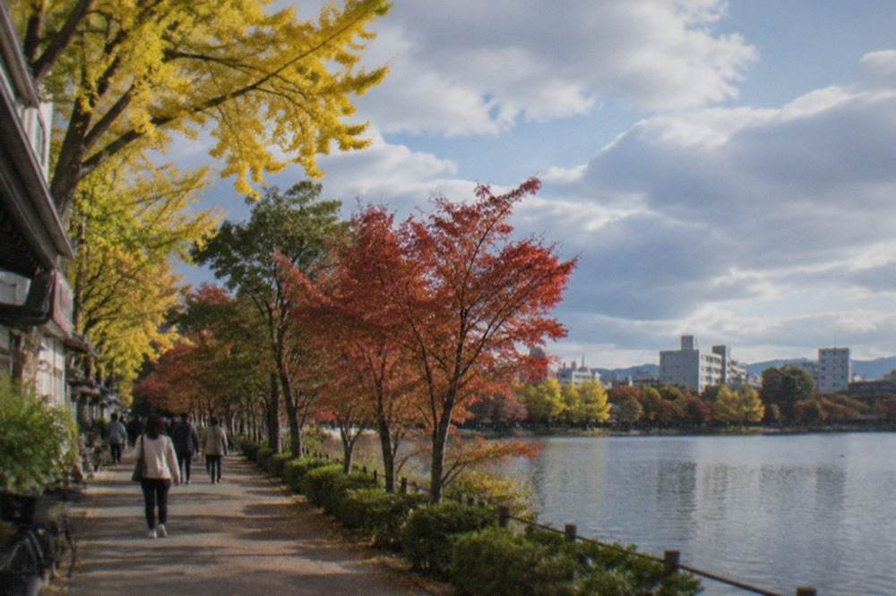 Ginkgo and maple trees with autumn colour along a park path beside a calm lake in Fukuoka