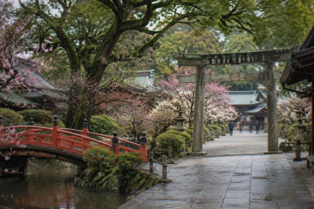 A stone torii gate and gravel approach leading to wooden shrine buildings among plum trees