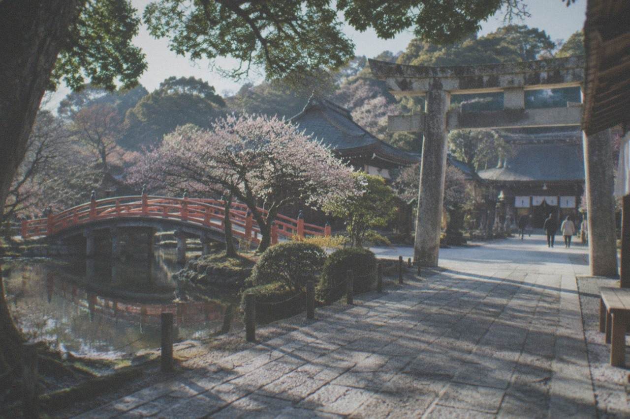 Wooden shrine buildings and a stone torii gate surrounded by trees at a Japanese shrine