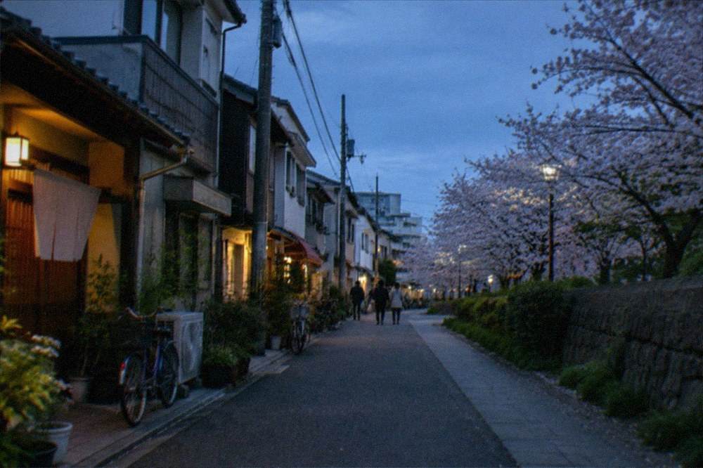 Blossom trees lining a stone park wall with a paved path beneath them