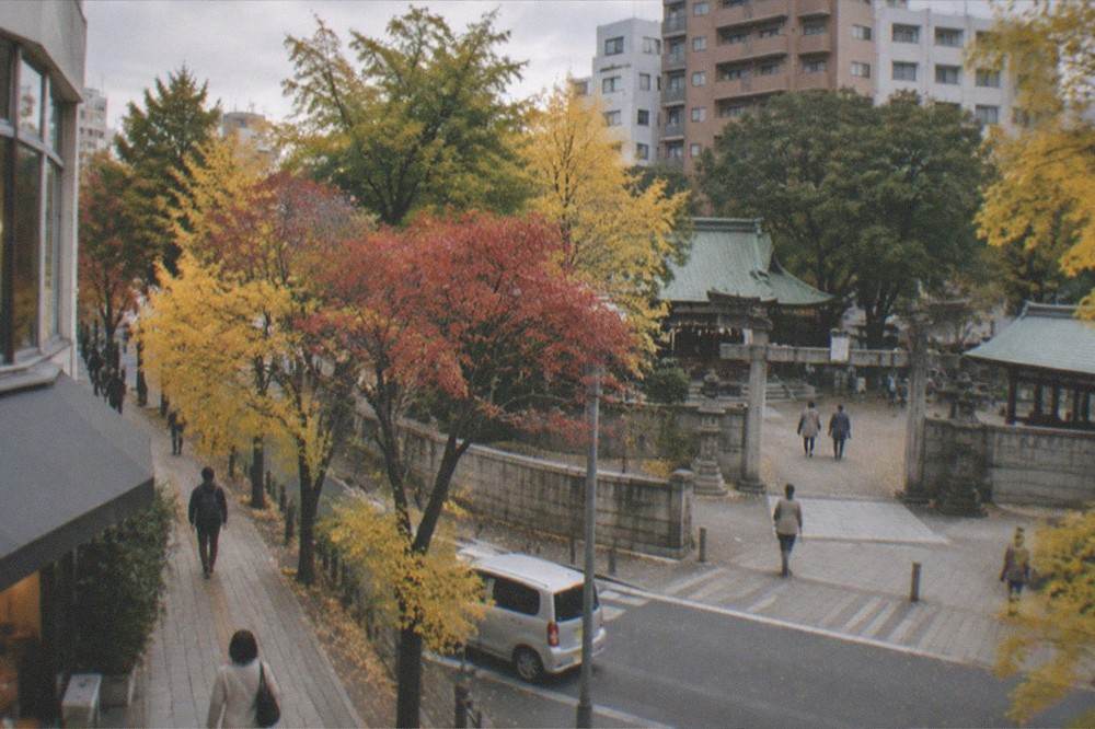 A city avenue in autumn with golden trees overhanging the pavement and a quiet footpath