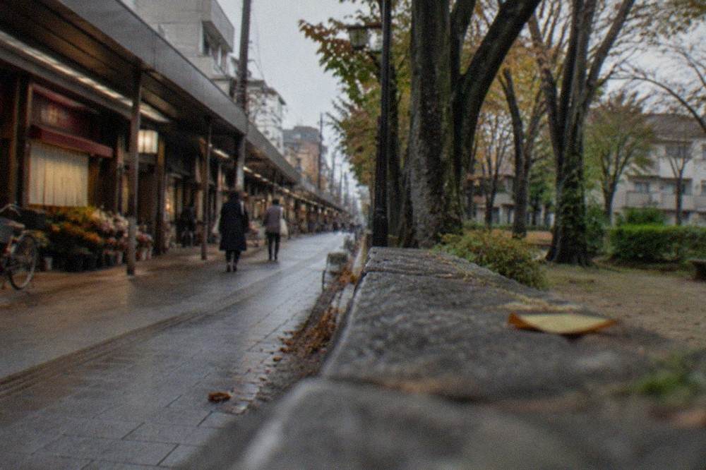 Tree-lined sidewalk with a low stone wall along a park edge in a residential district