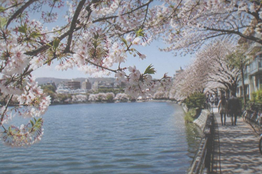Cherry blossom branches hanging over lake water with ripples below