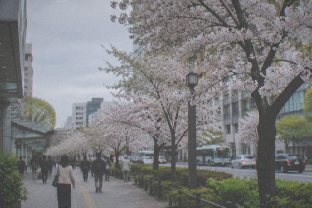 A park path lined with cherry blossom trees in full bloom beside a city skyline