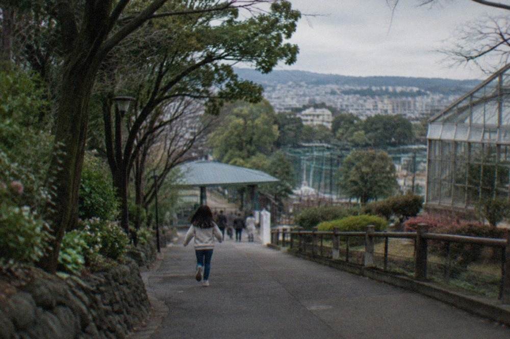 Tree-lined pathway leading to the entrance of a city zoo with green enclosures beyond