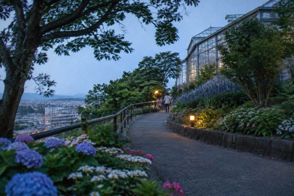 Flower beds in bloom beside a zoo pathway with trees overhead