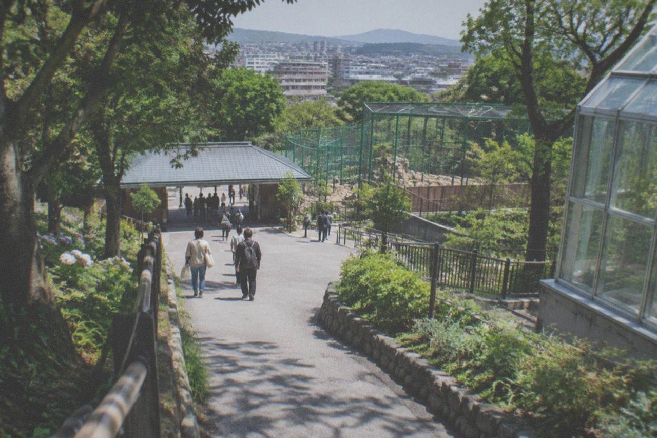 Tree-lined pathway leading to the entrance of a city zoo with green enclosures beyond