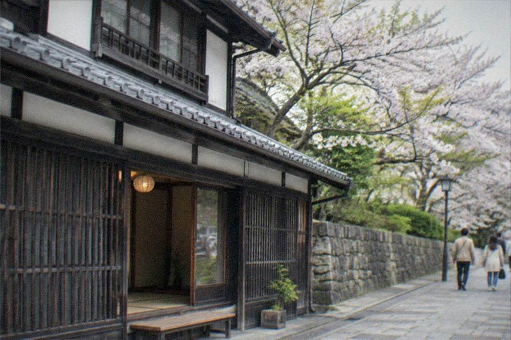 Cherry blossom trees along a stone wall in a Fukuoka park in spring