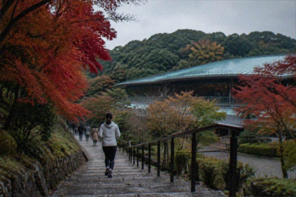 Wooded hillside path with red maple trees beside a stone stairway