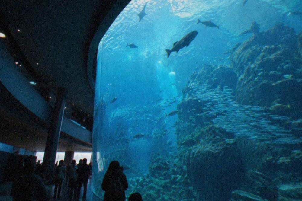 A large curved aquarium tank lit blue, with schools of small fish swimming past a rocky reef backdrop
