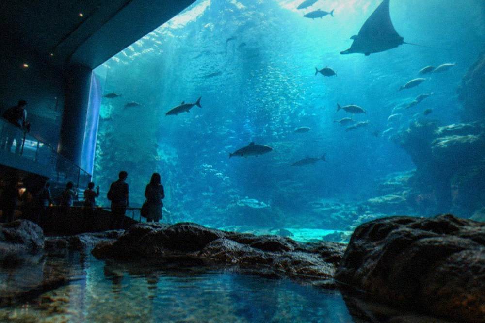 A shallow rock pool exhibit with small crabs and starfish visible under water next to a low glass barrier