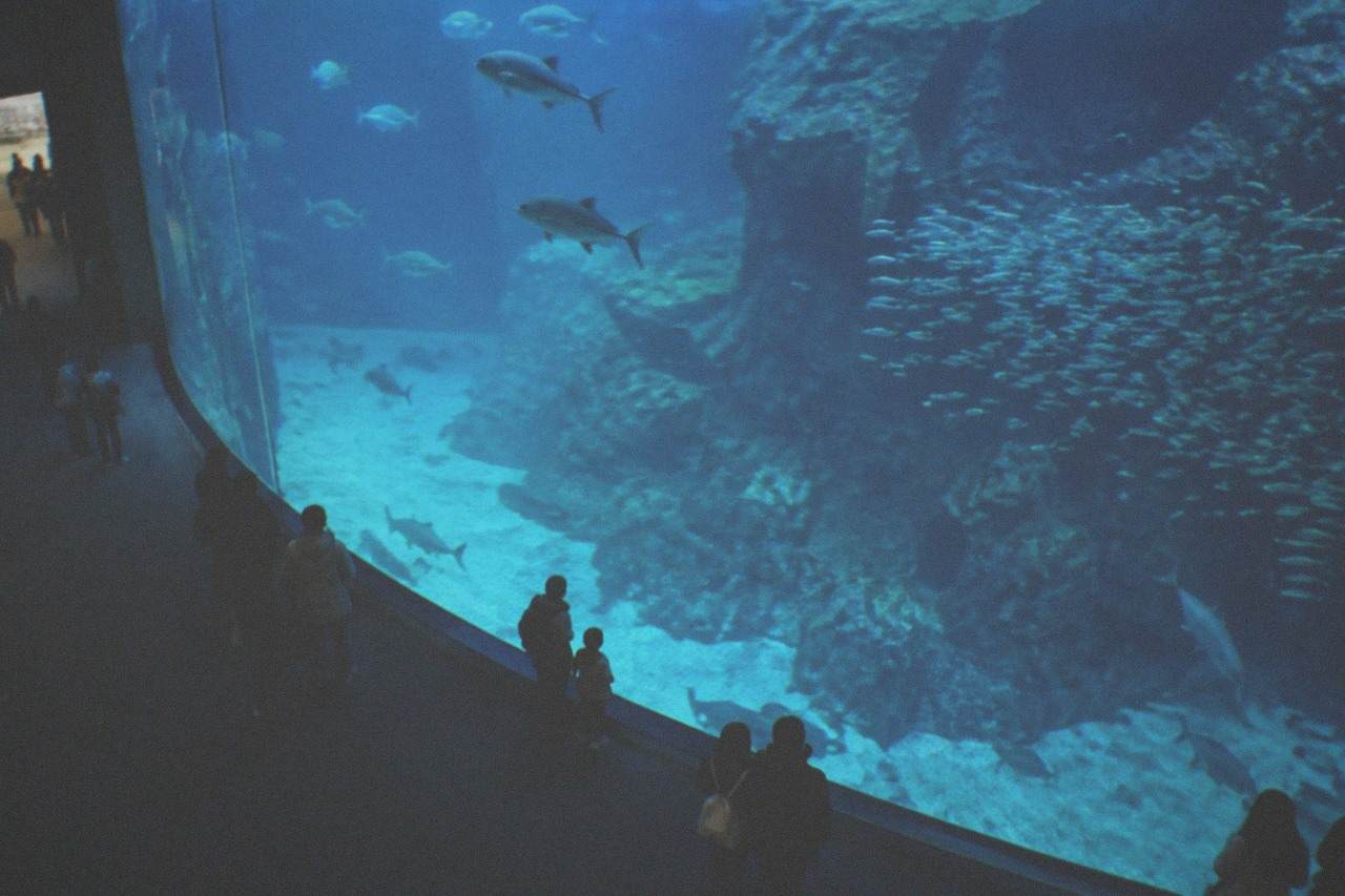A large curved aquarium tank lit blue, with schools of small fish swimming past a rocky reef backdrop