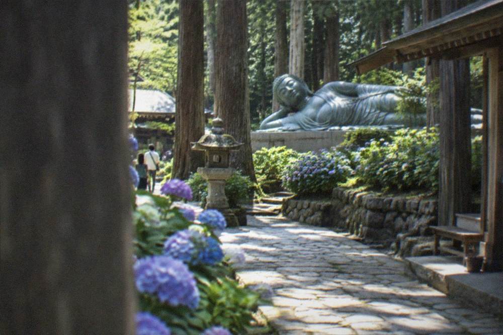 A stone path through temple grounds with lanterns and tall cedar trees