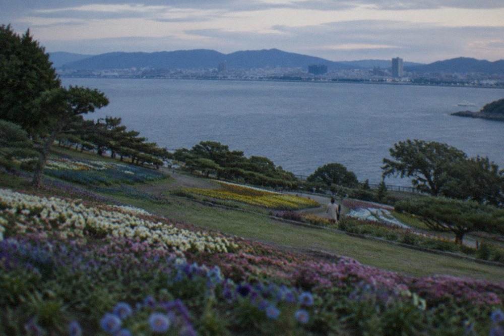 Flower fields on a small island overlooking a wide bay with a distant city skyline