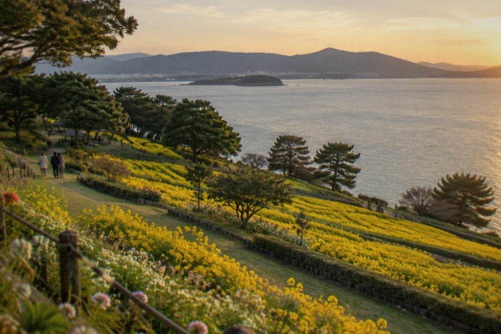 Terraced yellow flower fields sloping down toward calm water