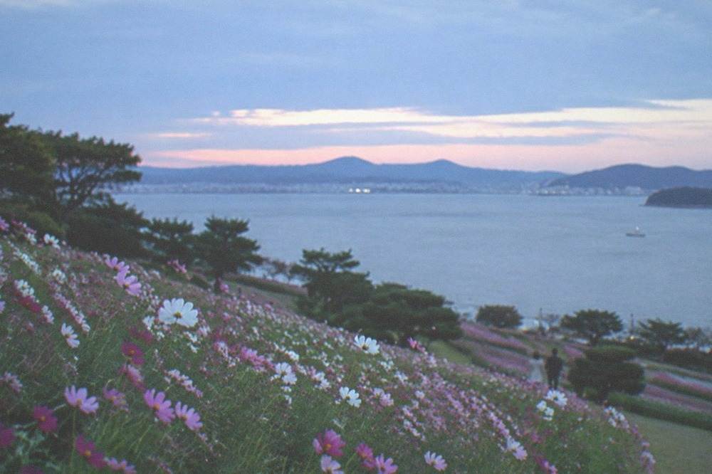 Pink and white cosmos flowers filling a field with the sea beyond