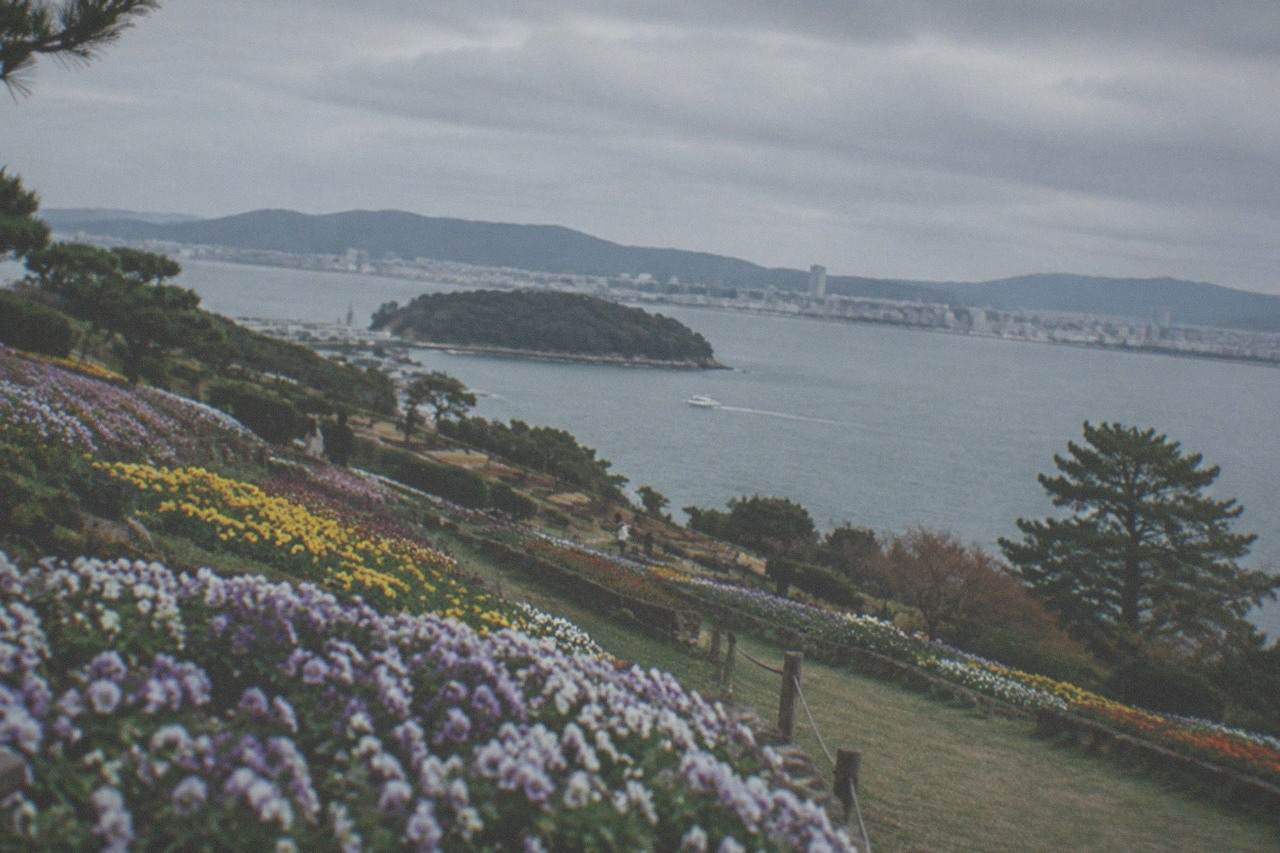 Flower fields on a small island overlooking a wide bay with a distant city skyline