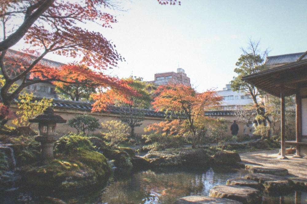 Maple trees with red and orange leaves overhanging a garden stream