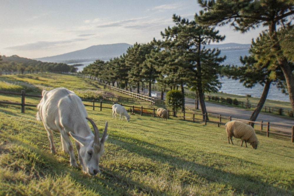 A fenced animal enclosure with grazing goats and sheep beside a tree-lined path in a seaside park