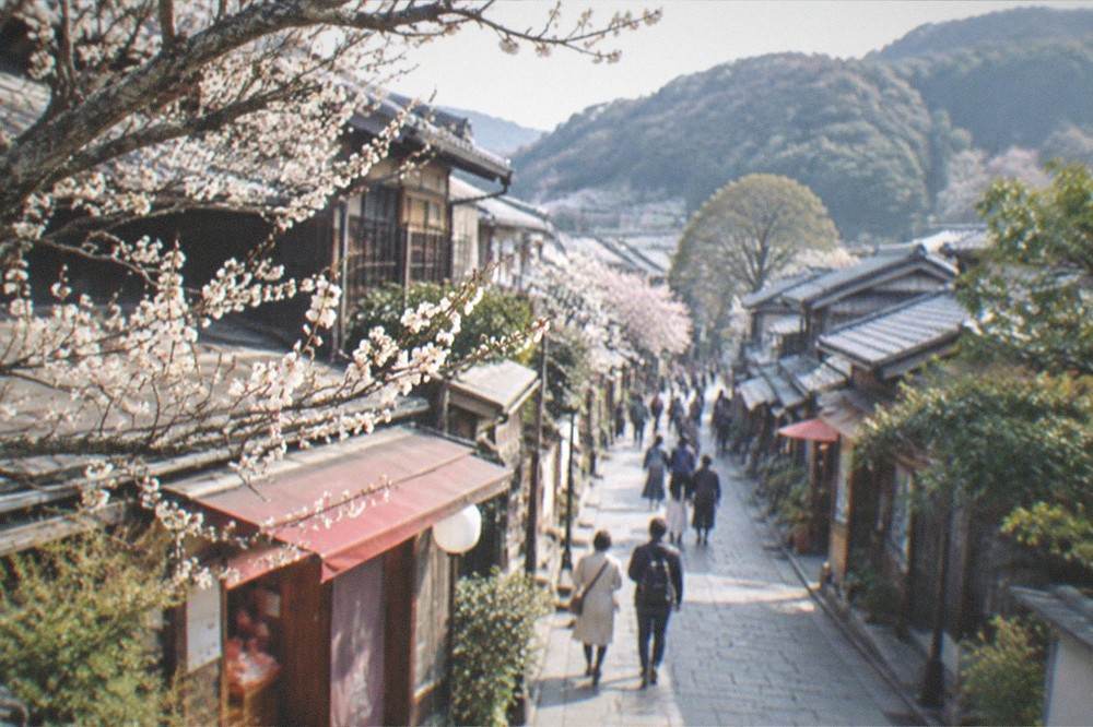 Plum tree branches with pale blossoms against a clear sky
