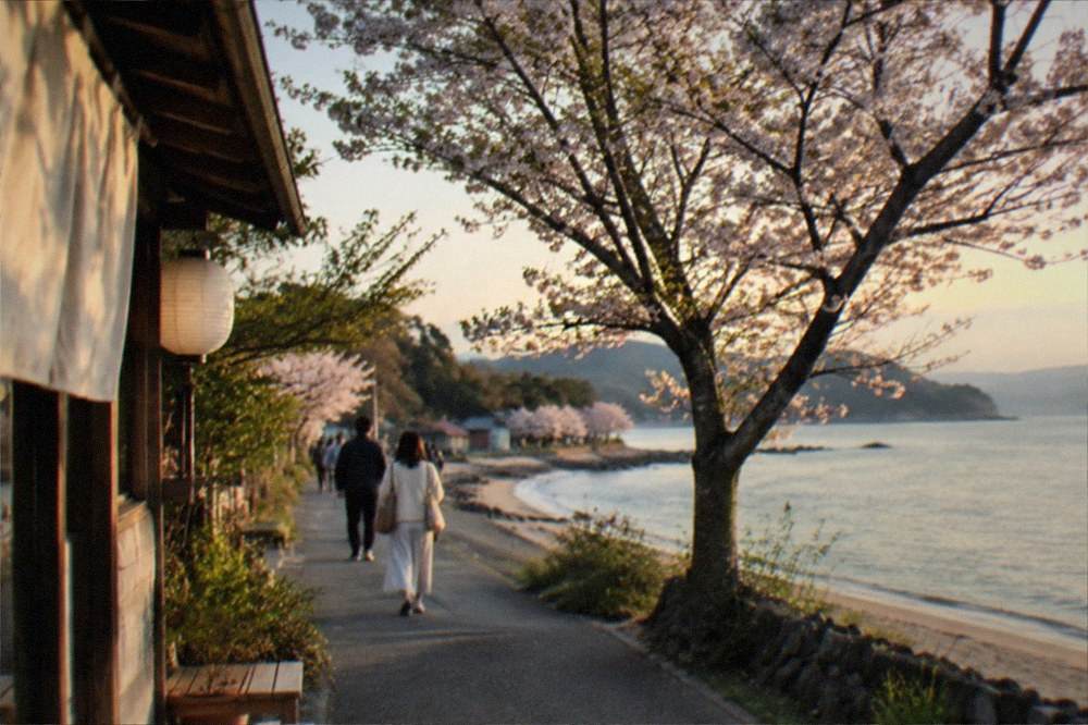 Sakura trees in bloom beside a sandy beach with calm water