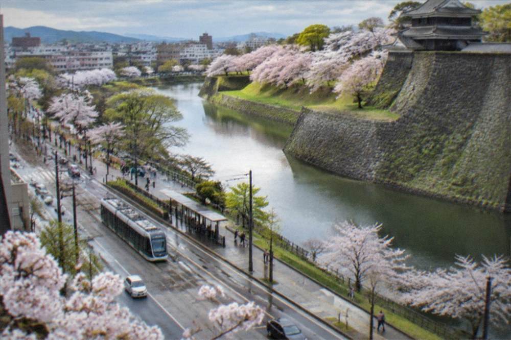 Cherry blossom trees in full bloom along a castle moat on a mild spring day
