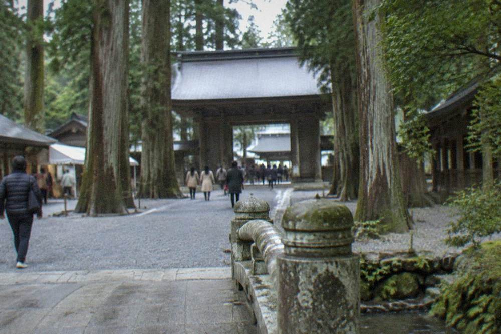 A wide gravel approach through tall cedar trees leading to a shrine gate
