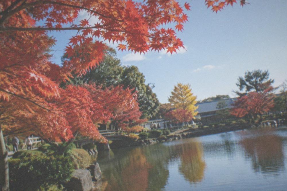 Maple trees with red and orange leaves beside a calm pond at a garden in autumn
