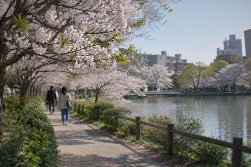 Cherry blossom trees in full bloom along a pond edge in a Fukuoka city park