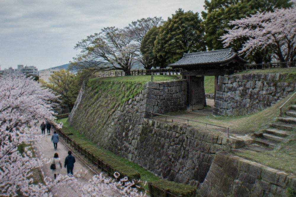 Spring cherry blossom trees lining a path in Maizuru Park beside old stone walls