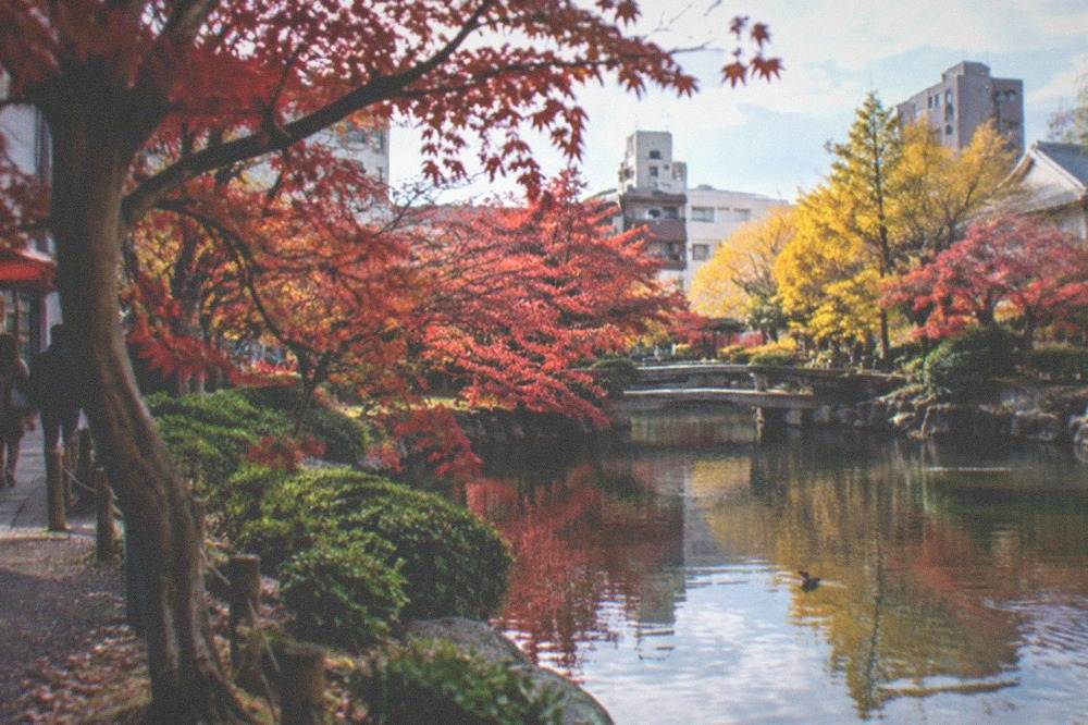 Autumn maple trees with red leaves surrounding a Japanese garden pond