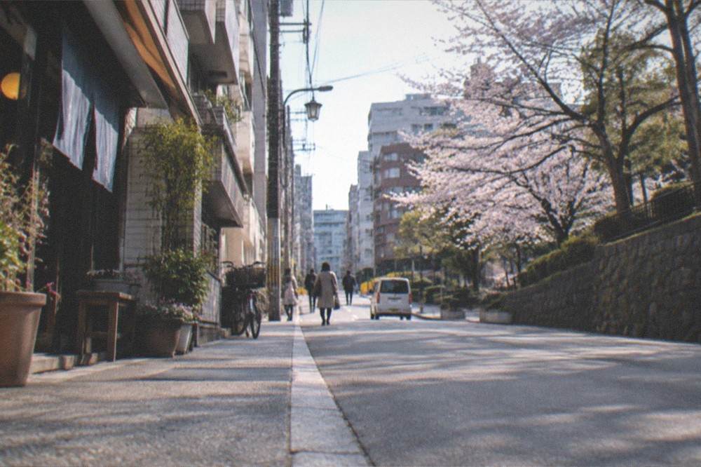 Park lawn with cherry trees and old stone walls