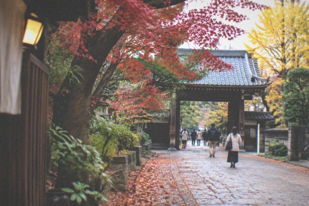 A temple approach path covered with fallen maple leaves leading to a wooden gate