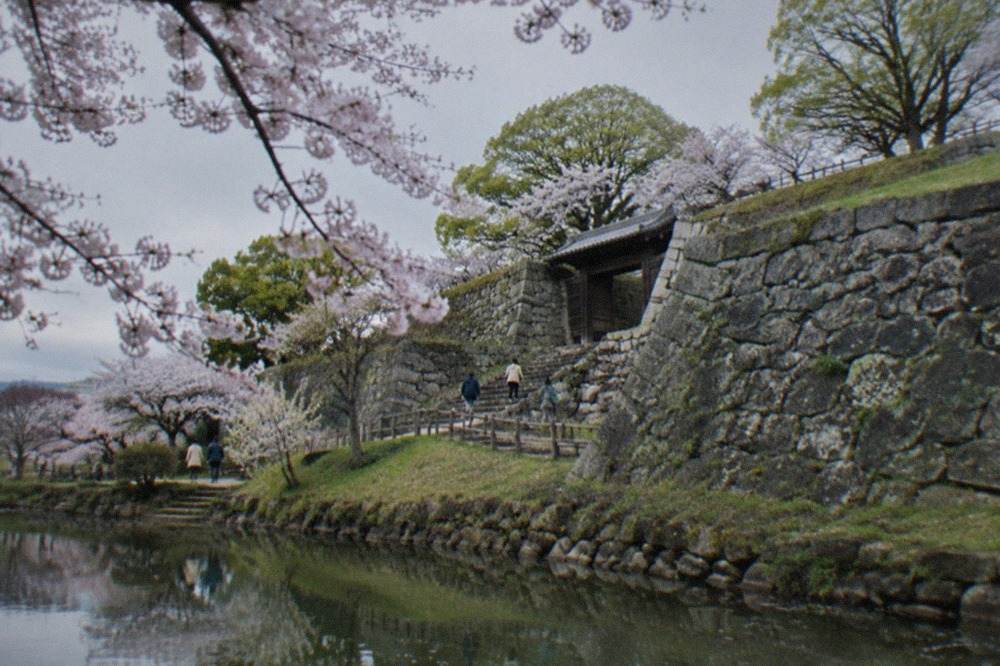 Cherry blossom branches in full bloom over a calm pond with reflections