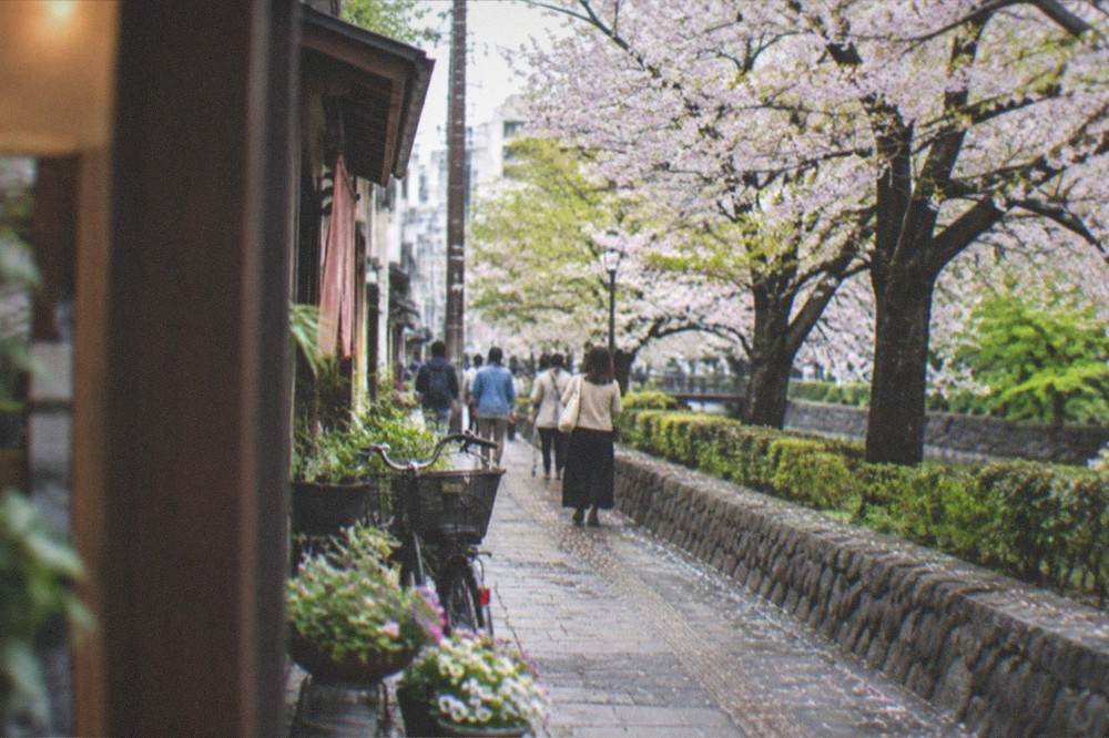 Cherry blossom trees in full bloom along a park path with a stone wall