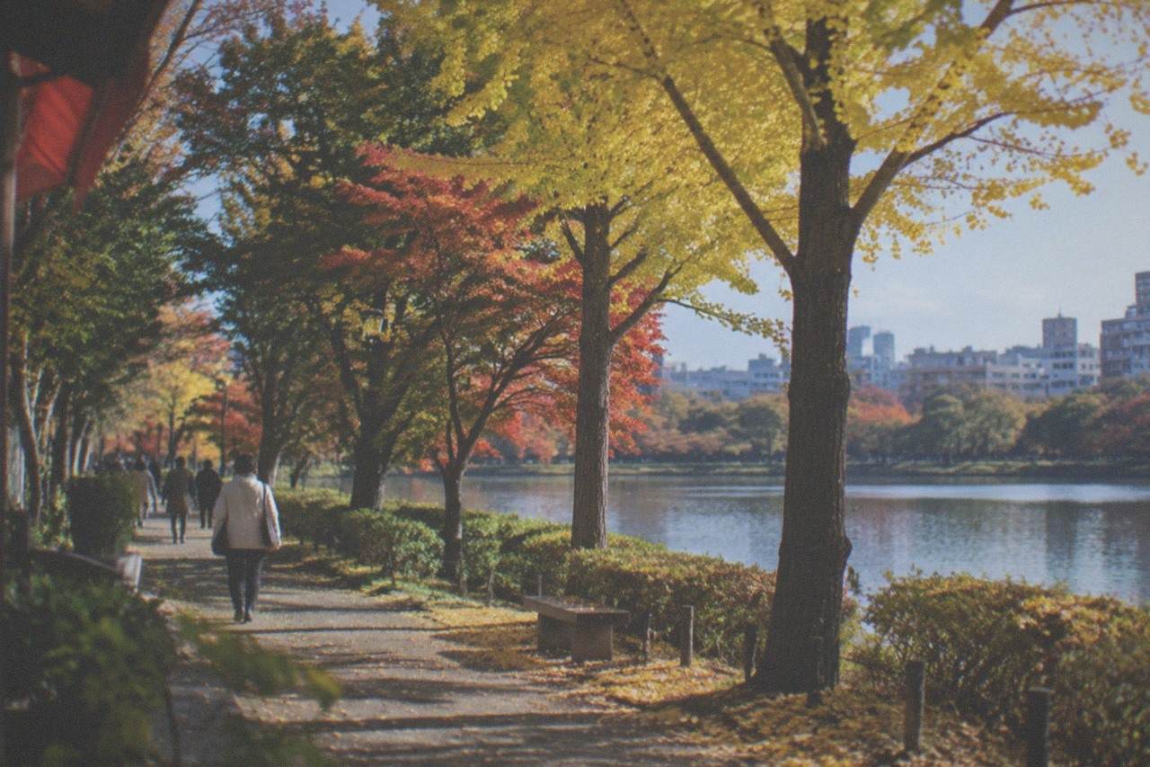Golden ginkgo trees lining a park path beside a calm pond in Fukuoka in autumn
