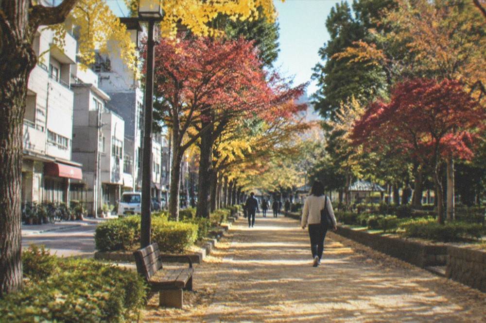 A quiet tree-lined park path covered with fallen gingko leaves in late autumn