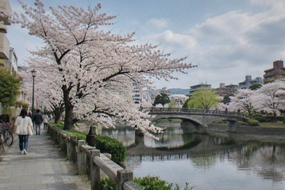 Cherry blossom trees in full bloom along a calm park lake with a stone bridge