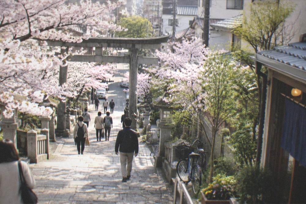 A stone path lined with blooming cherry trees leading toward a shrine gate