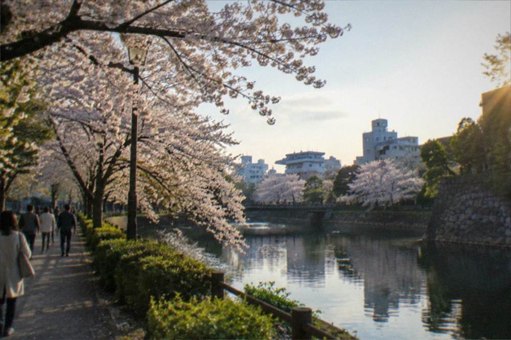 Cherry blossom trees lining a park path with a moat and stone wall in Fukuoka