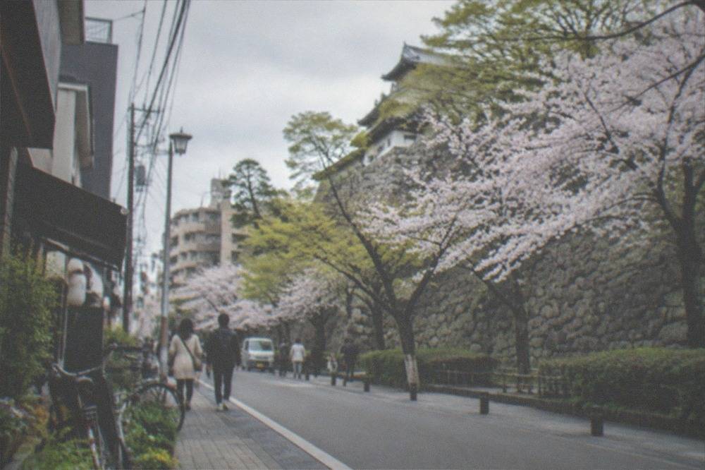 Stone castle walls beneath cherry blossom trees in a park