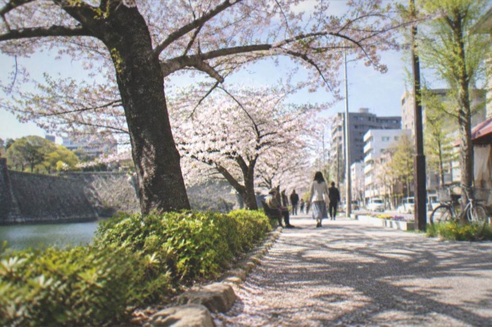 Cherry blossom trees along a park path with a moat and stone wall in the background