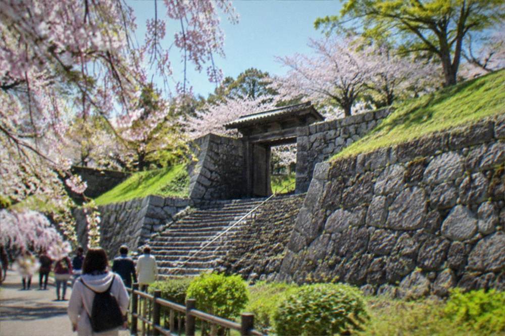 Weeping cherry trees in bloom along a stone wall in Maizuru Park in spring