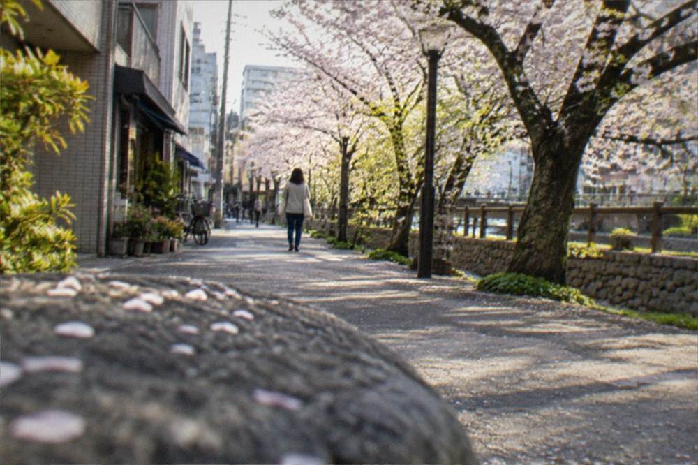 Cherry blossom trees in full bloom along a park pathway beside stone walls