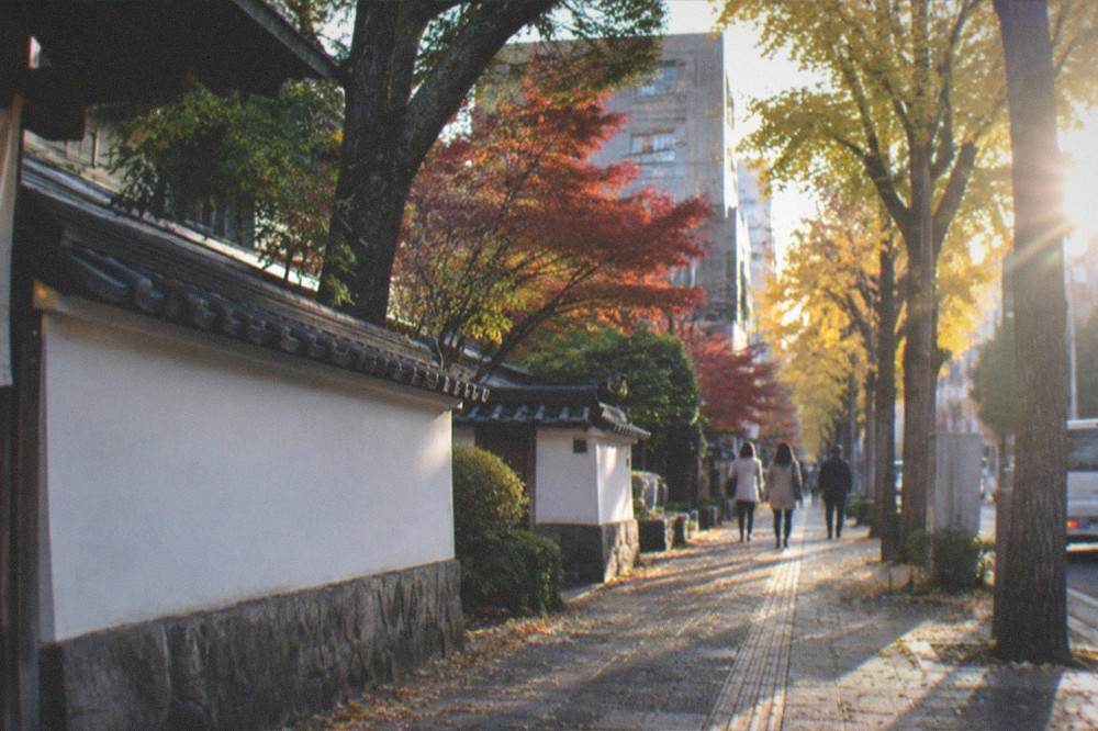 A tree-lined city street in soft autumn light with fallen leaves along the pavement