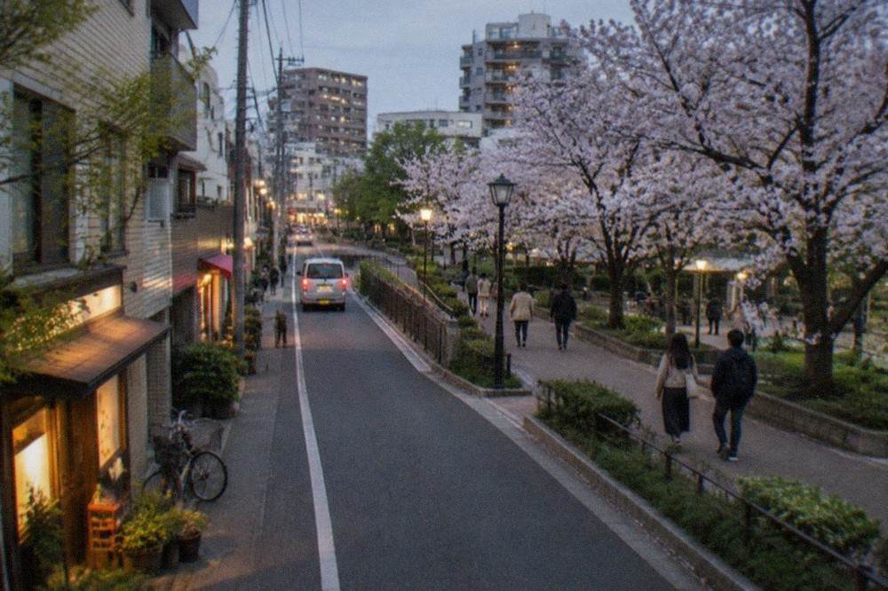 Cherry blossom trees lining a park path in Fukuoka with soft spring light