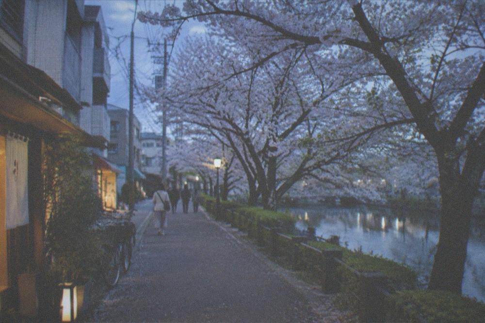 Cherry blossom trees in full bloom along a park path beside water