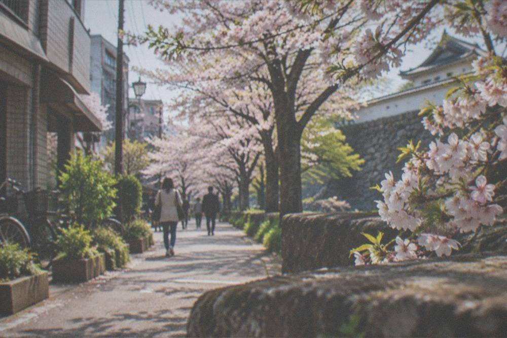Cherry blossom trees in full bloom along a park pathway with a castle wall behind