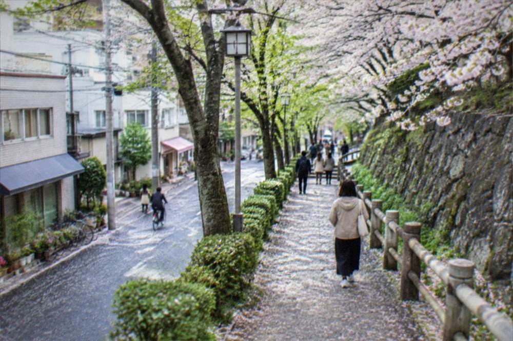 Cherry blossom trees along a castle wall with petals drifting over a path